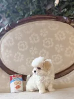 Mary, a female Maltese and Shih Tzu for sale in Magnolia, KY – 3 of 5