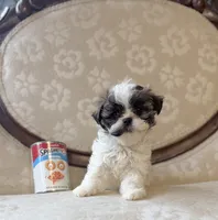 Anna, a male Maltese and Shih Tzu for sale in Magnolia, KY – 3 of 5