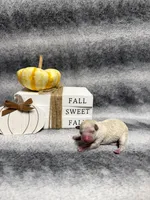 Piglet, a female Poodle - Toy  for sale in Elizabethtown, KY – 3 of 6
