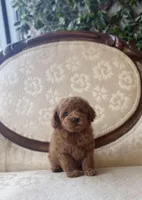 Dale, a male Poodle - Toy  for sale in Magnolia, KY – Photo 1 of 3