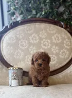 Dale, a male Poodle - Toy  for sale in Magnolia, KY – Photo 3 of 3