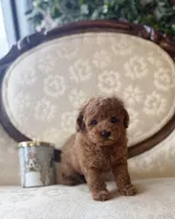 Dale, a male Poodle - Toy  for sale in Magnolia, KY – Photo 2 of 3