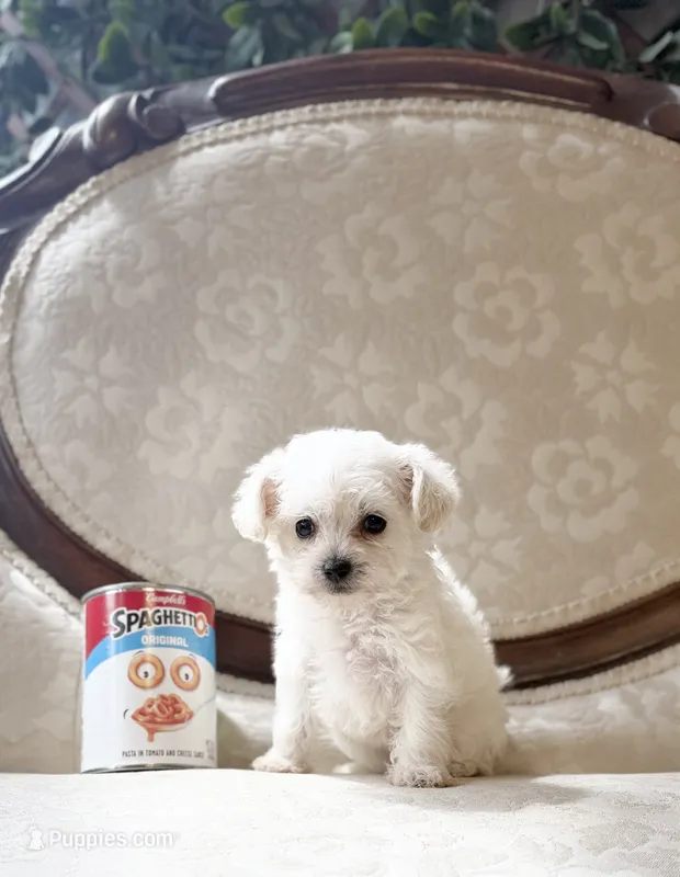 Lady – Miniature Schnauzer, Poodle - Toy  puppy for sale in Magnolia, KY