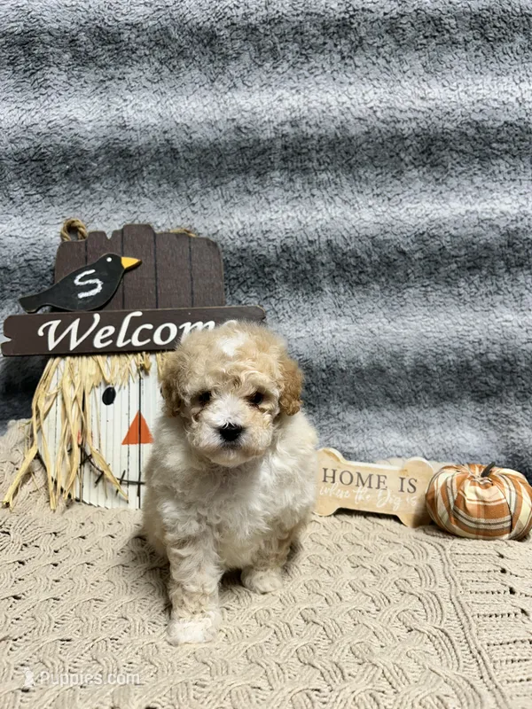 Eeyore – Poodle - Toy  puppy for sale in Elizabethtown, KY