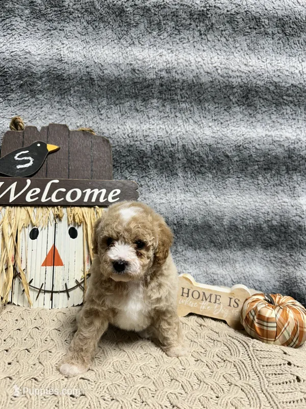 Tigger – Poodle - Toy  puppy for sale in Elizabethtown, KY