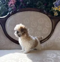 Miracle, a female Maltese and Shih Tzu for sale in Magnolia, KY – 3 of 8