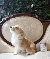 Fawn, a female Cardigan Welsh Corgi and Poodle - Miniature  for sale in Magnolia, KY – 3 of 8