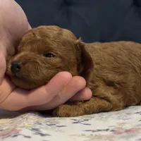 Alvin, a male Poodle - Toy  for sale in Magnolia, KY – Photo 7 of 7