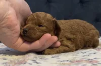 Alvin, a male Poodle - Toy  for sale in Magnolia, KY – Photo 6 of 6