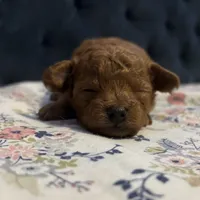 Alvin, a male Poodle - Toy  for sale in Magnolia, KY – Photo 5 of 7