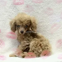 Alvin, a male Poodle - Toy  for sale in Magnolia, KY – Photo 2 of 7