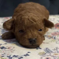 Alvin, a male Poodle - Toy  for sale in Magnolia, KY – Photo 6 of 7