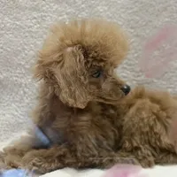 Alvin, a male Poodle - Toy  for sale in Magnolia, KY – Photo 3 of 7