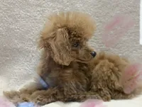 Alvin, a male Poodle - Toy  for sale in Magnolia, KY – Photo 2 of 6