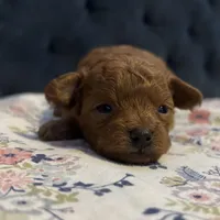 Alvin, a male Poodle - Toy  for sale in Magnolia, KY – Photo 4 of 7