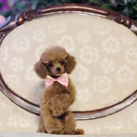 Alvin, a male Poodle - Toy  for sale in Magnolia, KY – Photo 1 of 7