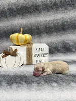 Pooh , a male Poodle - Toy  for sale in Elizabethtown, KY – 2 of 6