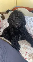 Olive, a female Poodle - Standard  for sale in Magnolia, KY – 2 of 3