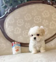 Mary, a female Maltese and Shih Tzu for sale in Magnolia, KY – 2 of 5
