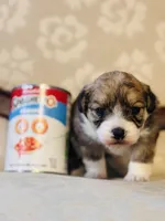 Sausage, a female Cardigan Welsh Corgi and Poodle - Miniature  for sale in Magnolia, KY – Photo 2 of 4