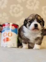 Sausage, a female Cardigan Welsh Corgi and Poodle - Miniature  for sale in Magnolia, KY – Photo 1 of 4