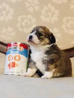 Sausage, a female Cardigan Welsh Corgi and Poodle - Miniature  for sale in Magnolia, KY – Photo 4 of 4