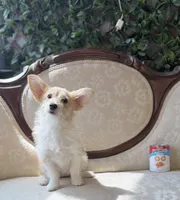 Fawn, a female Cardigan Welsh Corgi and Poodle - Miniature  for sale in Magnolia, KY – 1 of 8