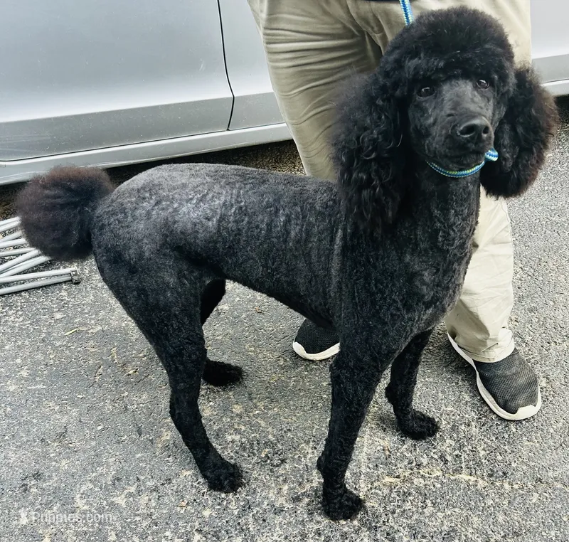 Olive, a female Poodle - Standard  for sale in Magnolia, KY – 1 of 3