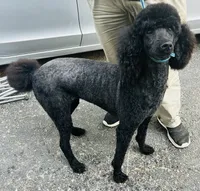 Olive, a female Poodle - Standard  for sale in Magnolia, KY – 1 of 3