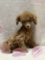 Simon, a male Poodle - Toy  for sale in Magnolia, KY – Photo 2 of 4