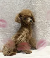 Simon, a male Poodle - Toy  for sale in Magnolia, KY – Photo 1 of 4