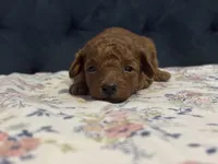 Simon, a male Poodle - Toy  for sale in Magnolia, KY – Photo 4 of 4