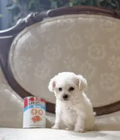 Lady, a female Miniature Schnauzer and Poodle - Toy  for sale in Magnolia, KY – 2 of 3