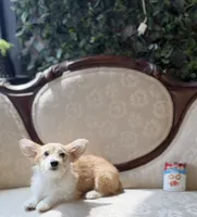 Fawn, a female Cardigan Welsh Corgi and Poodle - Miniature  for sale in Magnolia, KY – 2 of 8
