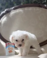 Darling, a female Miniature Schnauzer and Poodle - Toy  for sale in Magnolia, KY – 2 of 4