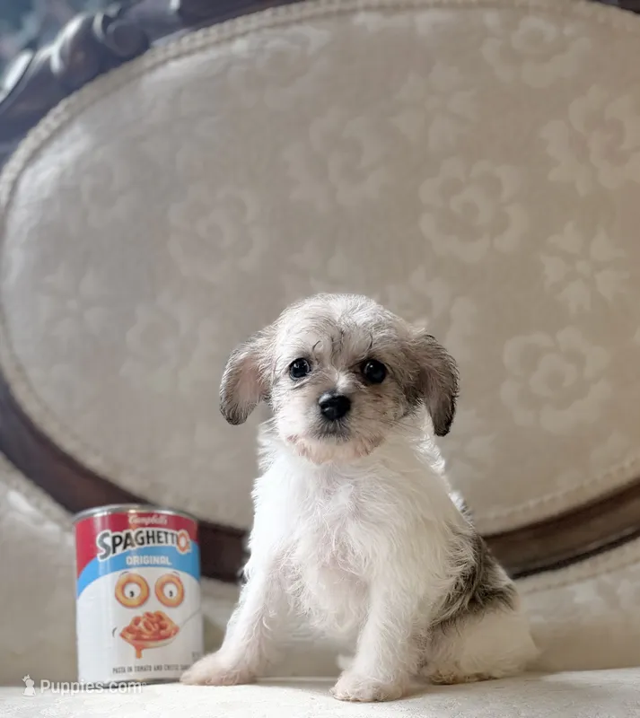 Peg – Miniature Schnauzer, Poodle - Toy  puppy for sale in Magnolia, KY