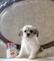 Peg, a female Miniature Schnauzer and Poodle - Toy  for sale in Magnolia, KY – 1 of 4