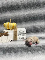 Tigger, a male Poodle - Toy  for sale in Elizabethtown, KY – 3 of 6
