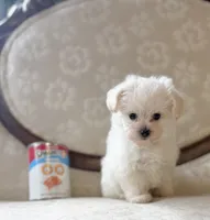 Tramp, a male Miniature Schnauzer and Poodle - Toy  for sale in Magnolia, KY – 2 of 4