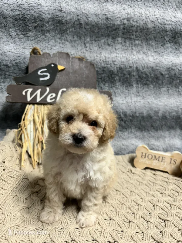 Pooh  – Poodle - Toy  puppy for sale in Elizabethtown, KY