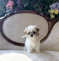 Miracle, a female Maltese and Shih Tzu for sale in Magnolia, KY – 6 of 8