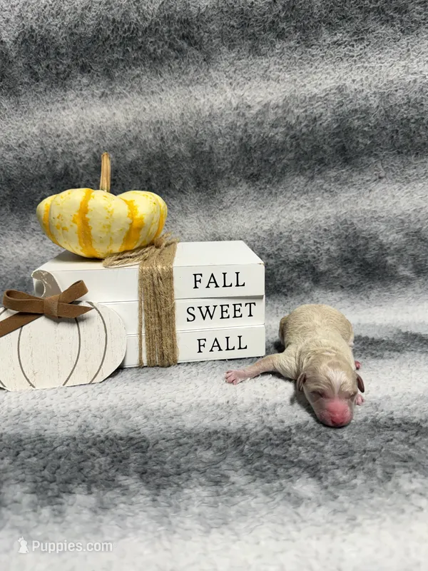 Tigger – Poodle - Toy  puppy for sale in Elizabethtown, KY