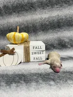 Tigger, a male Poodle - Toy  for sale in Elizabethtown, KY – 1 of 6