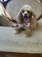 Tigger, a male Poodle - Toy  for sale in Elizabethtown, KY – 6 of 6