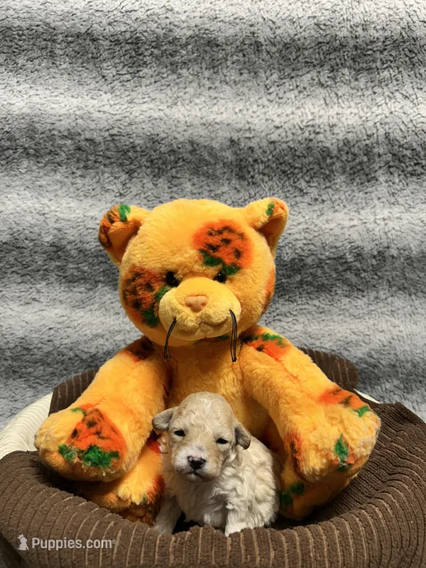 Piglet – Poodle - Toy  puppy for sale in Elizabethtown, KY