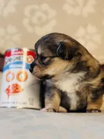 Chi Chi, a female Cardigan Welsh Corgi and Poodle - Miniature  for sale in Magnolia, KY – Photo 2 of 6