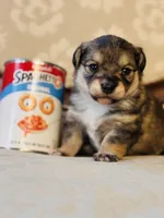 Chi Chi, a female Cardigan Welsh Corgi and Poodle - Miniature  for sale in Magnolia, KY – Photo 3 of 6