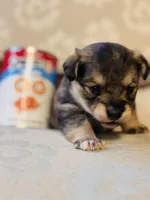 Chi Chi, a female Cardigan Welsh Corgi and Poodle - Miniature  for sale in Magnolia, KY – Photo 5 of 6