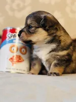 Chi Chi, a female Cardigan Welsh Corgi and Poodle - Miniature  for sale in Magnolia, KY – Photo 4 of 6