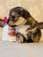 Chi Chi, a female Cardigan Welsh Corgi and Poodle - Miniature  for sale in Magnolia, KY – Photo 1 of 6